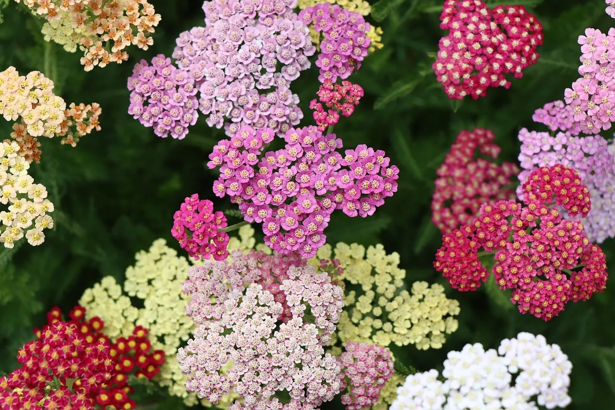 How to Grow Yarrow from Seed: A UK Step-by-Step Guide