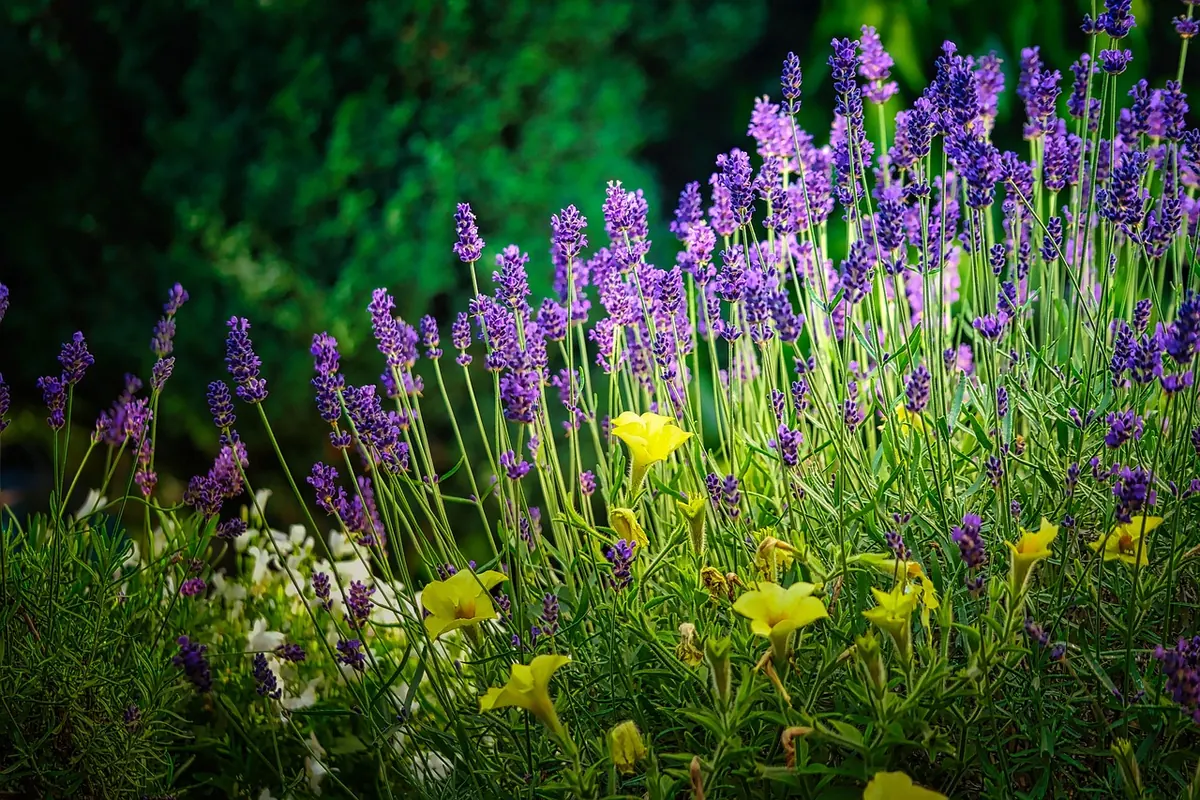 Shade-Tolerant Herbs: Which Culinary Herbs Thrive Without Full Sun