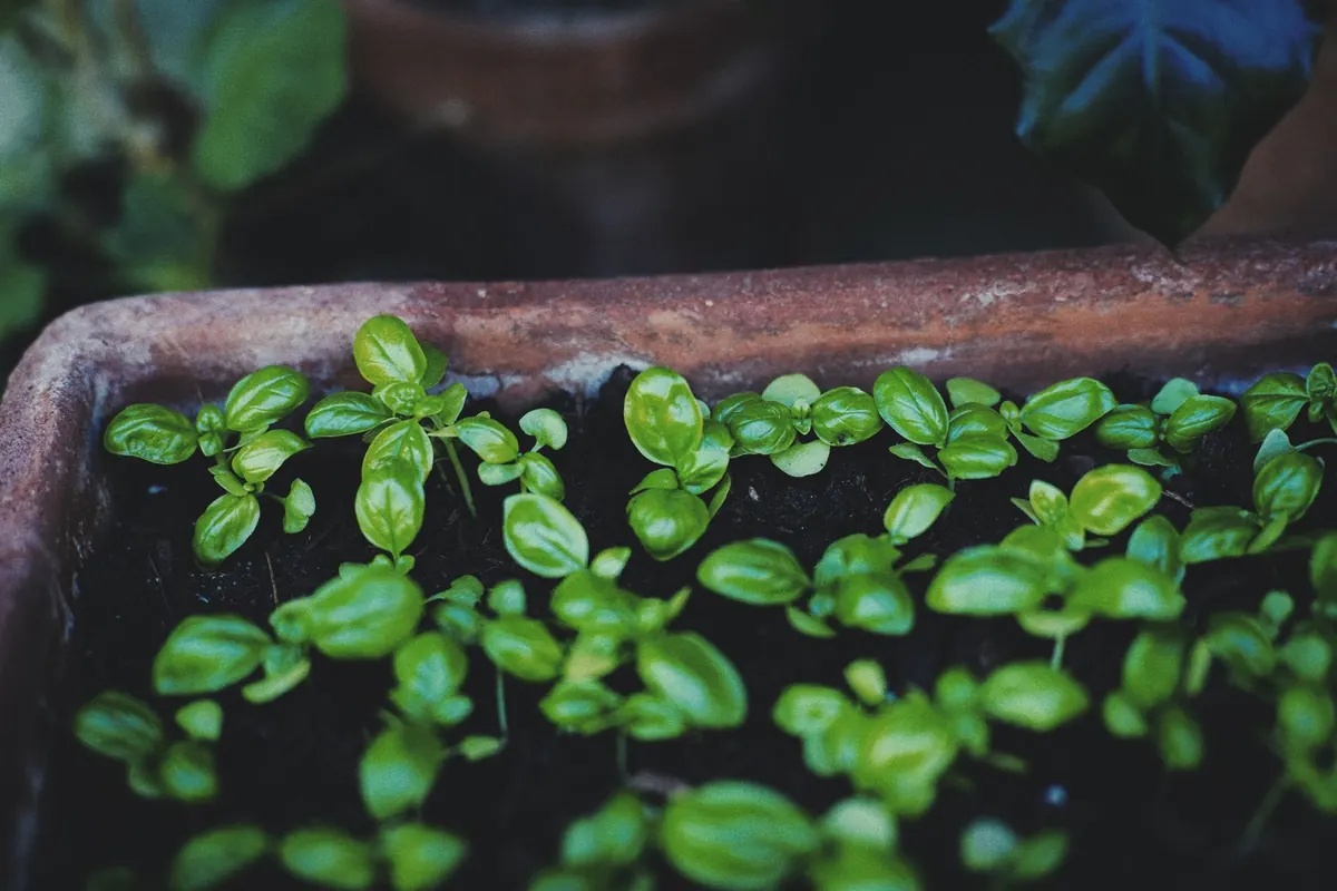 The Complete Beginner's Guide to Starting a Herb Garden in the UK