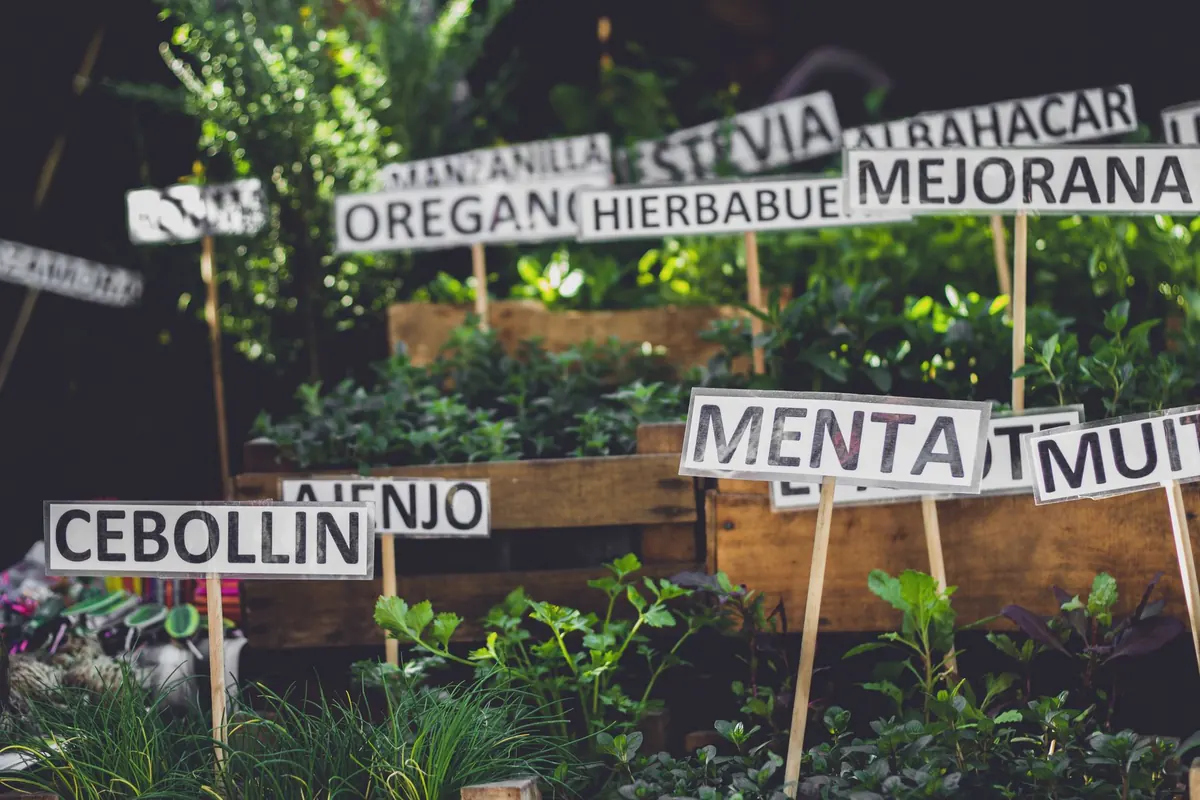The Herb Grower's Year: A Month-by-Month UK Checklist