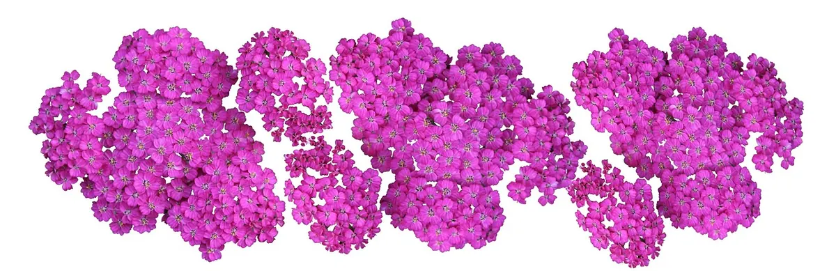 Yellow vs. Pink Yarrow: Choosing the Right Variety for Your Border
